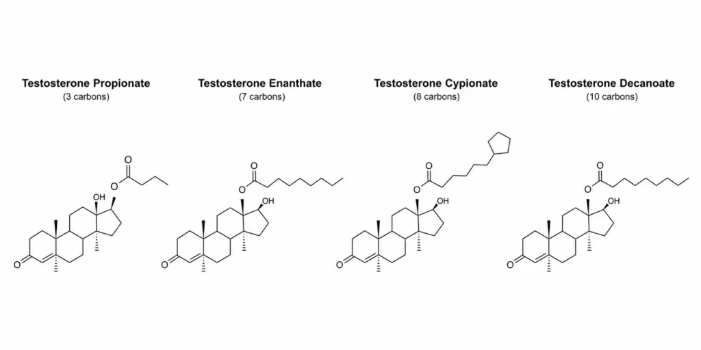 The Ultimate Guide to Understanding Testosterone Esters 6 testosterone esters comparison chart cypionate enanthate propionate decanoate